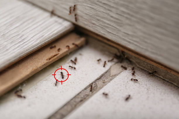 Best Local Pest Control Services  in Lake Monticello, VA